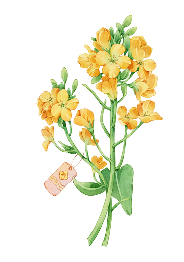 水彩黄花油菜花植物插画设计素材