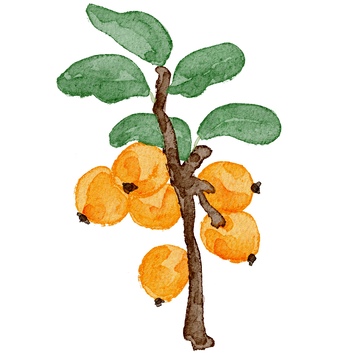 水彩枇杷果树插画