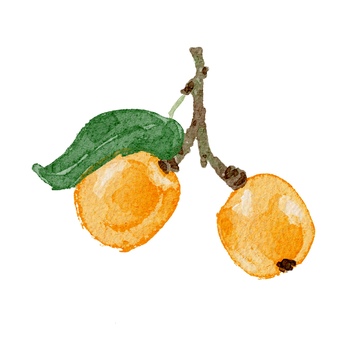 水彩枇杷果实插画设计素材