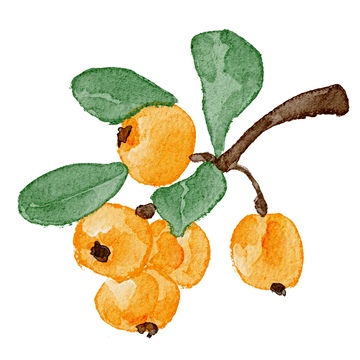 水彩枇杷水果插画