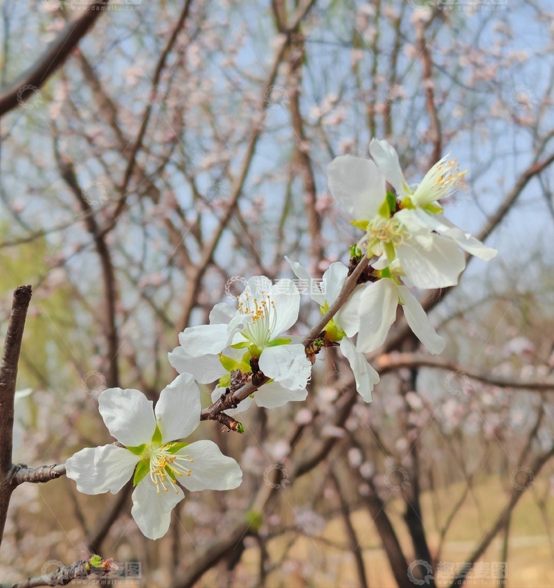 高清大图下载【趣麦麦图】春日桃花盛开风光摄影
