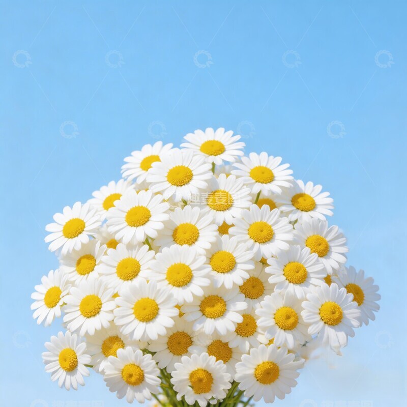 高清大图下载【趣麦麦图】清新雏菊蓝天背景摄影