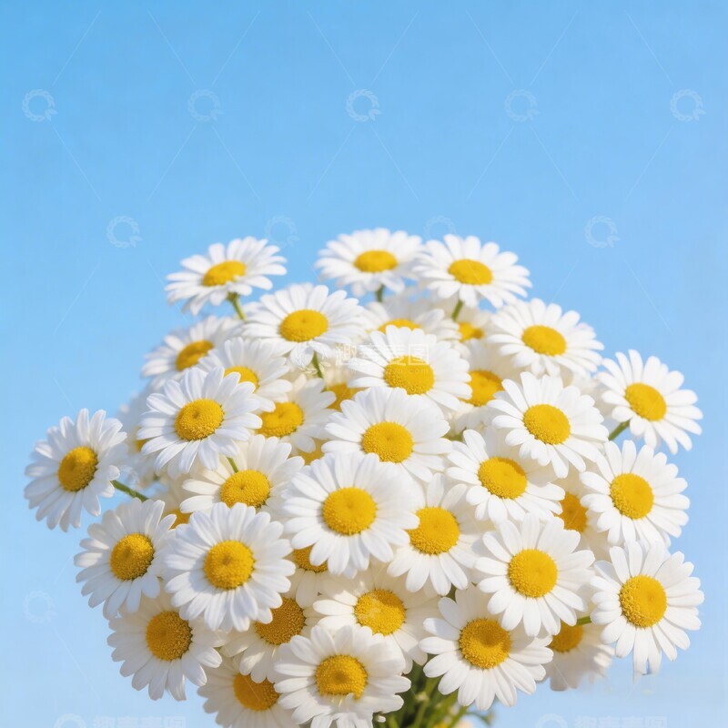 高清大图下载【趣麦麦图】清新自然雏菊花卉写真