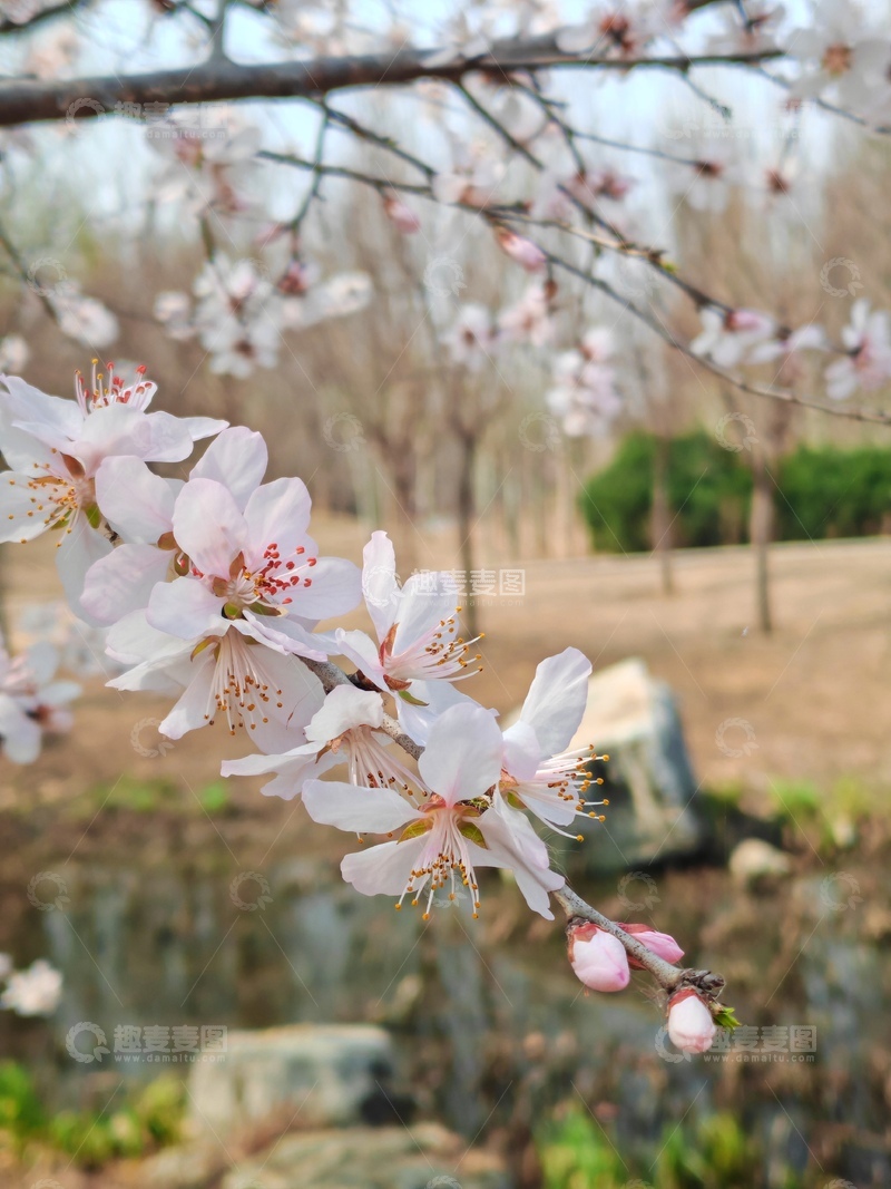 高清大图下载【趣麦麦图】春日樱花绽放自然美景