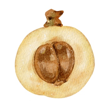 水彩画猕猴桃切开图案