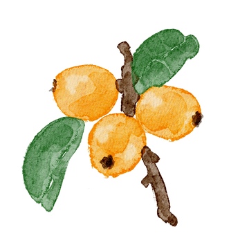 水彩枇杷果枝插图