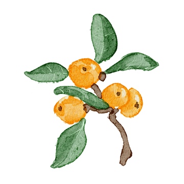 水彩枇杷果枝插图