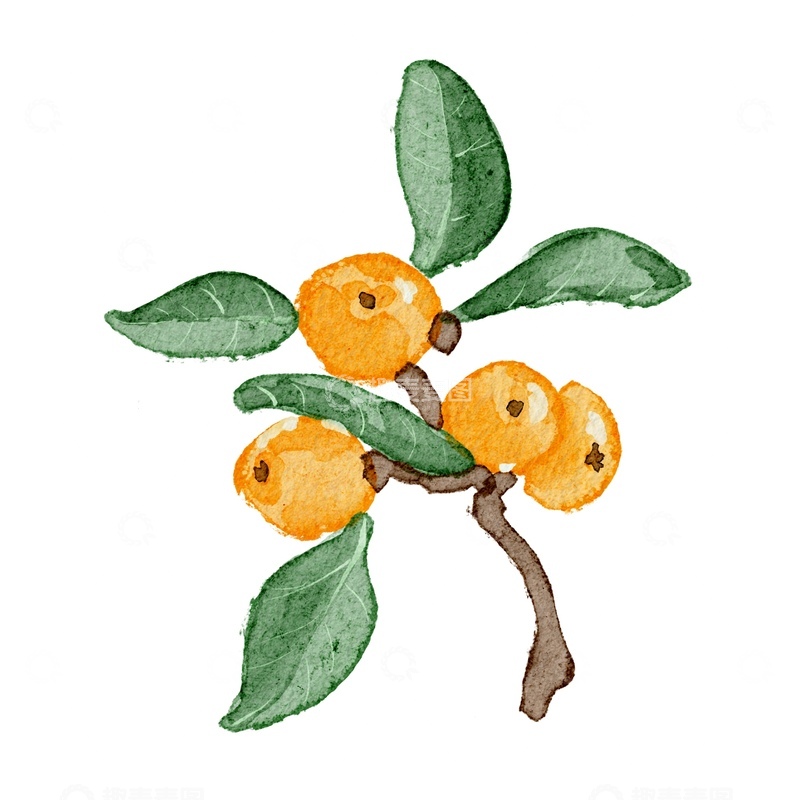 源文件下载【趣麦麦图】水彩枇杷果枝插图