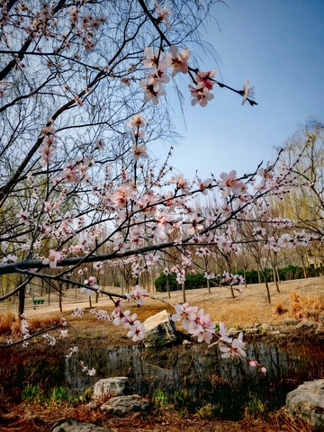 春日桃花映水池