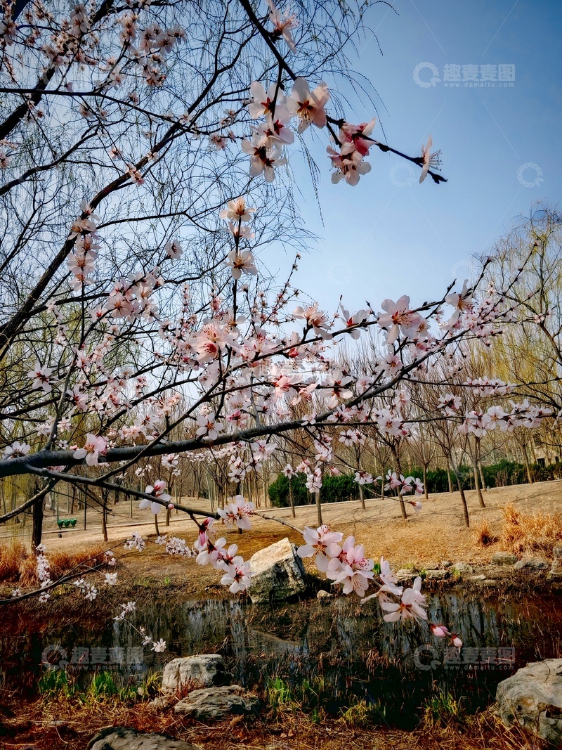 高清大图下载【趣麦麦图】春日桃花映水池