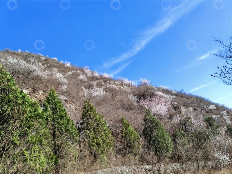 高清大图下载【趣麦麦图】山间春色树木开花