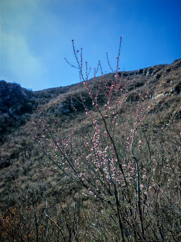 山间桃花盛开春日风光