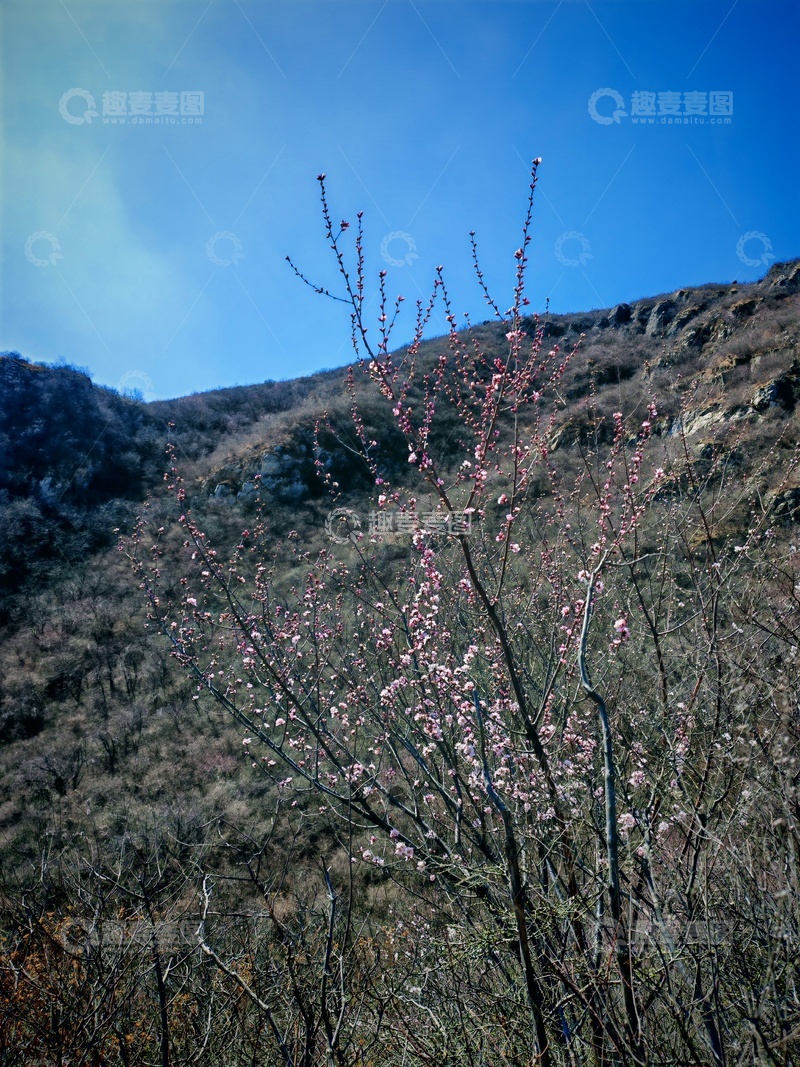 高清大图下载【趣麦麦图】山间桃花盛开春日风光