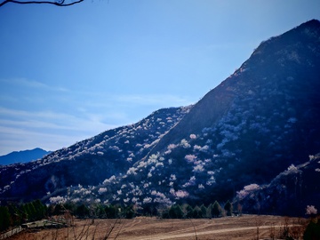山川桃花风景摄影图片