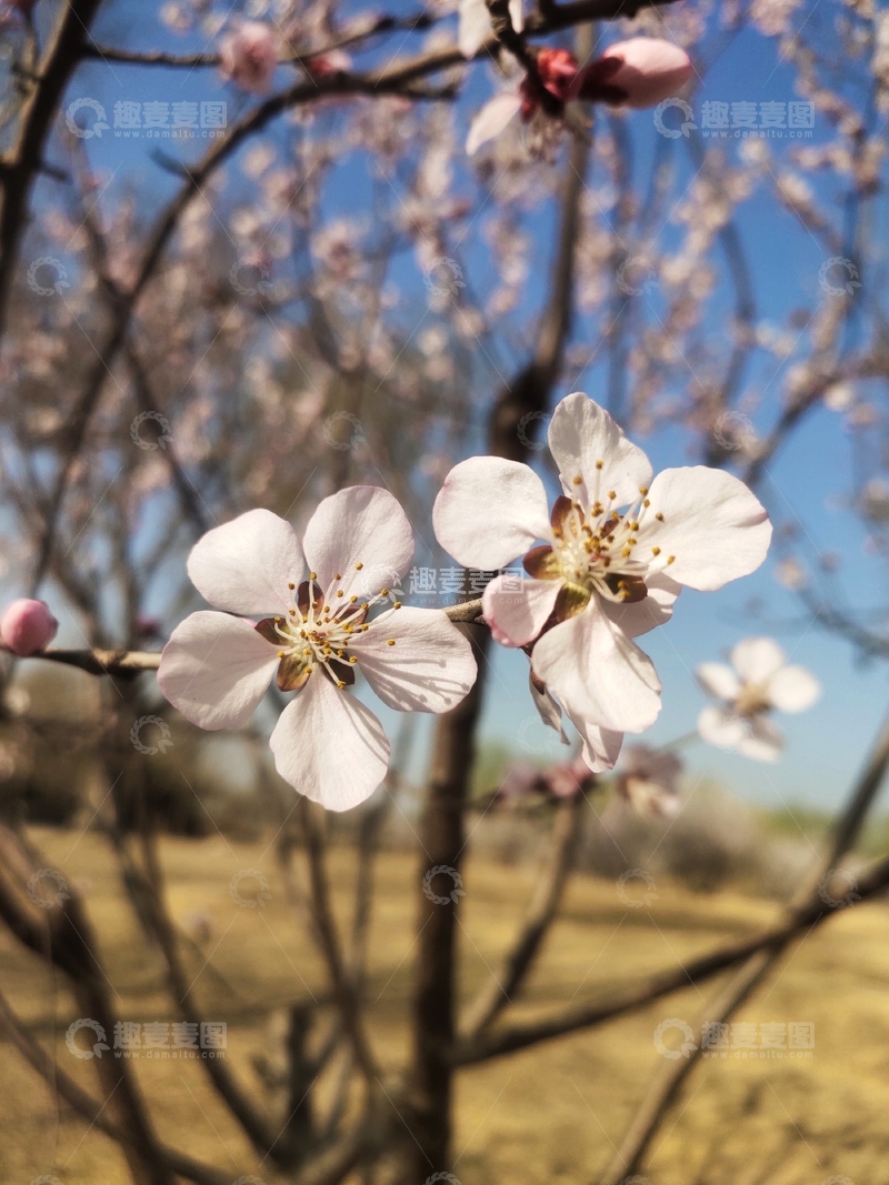 高清大图下载【趣麦麦图】春日樱花绽放自然风光