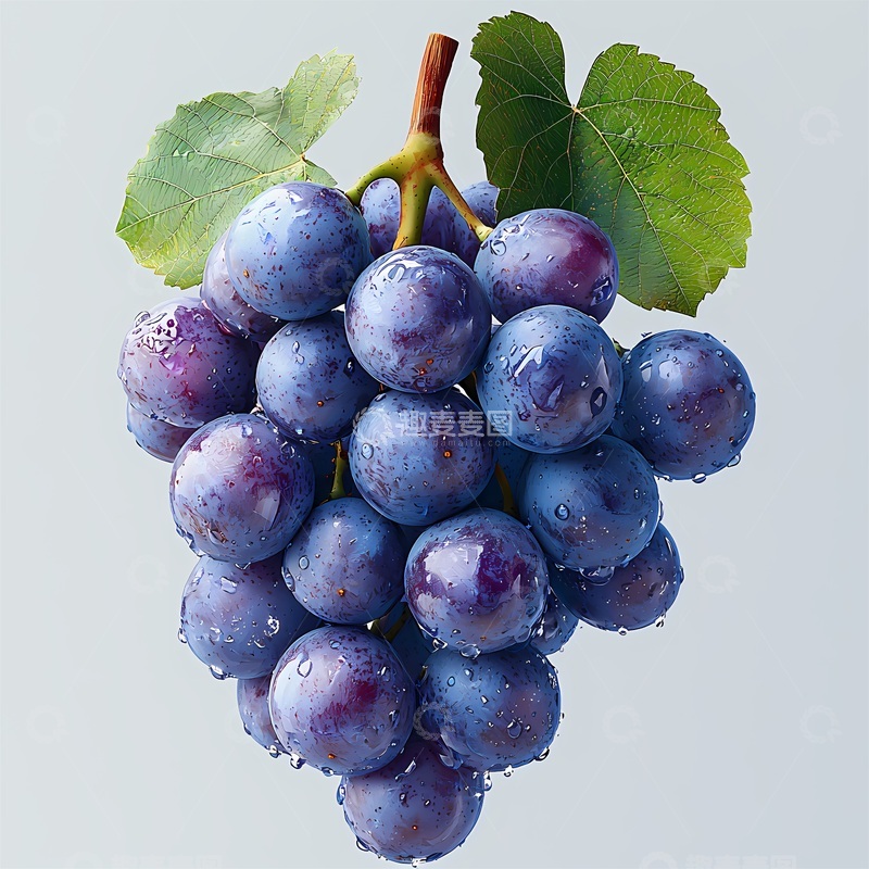 高清大图下载【趣麦麦图】写实葡萄水果插画设计素材