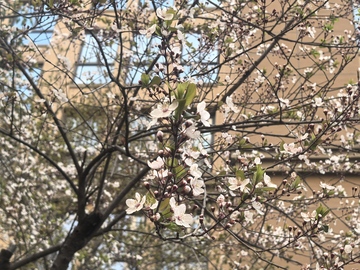 春花绽放树枝背景
