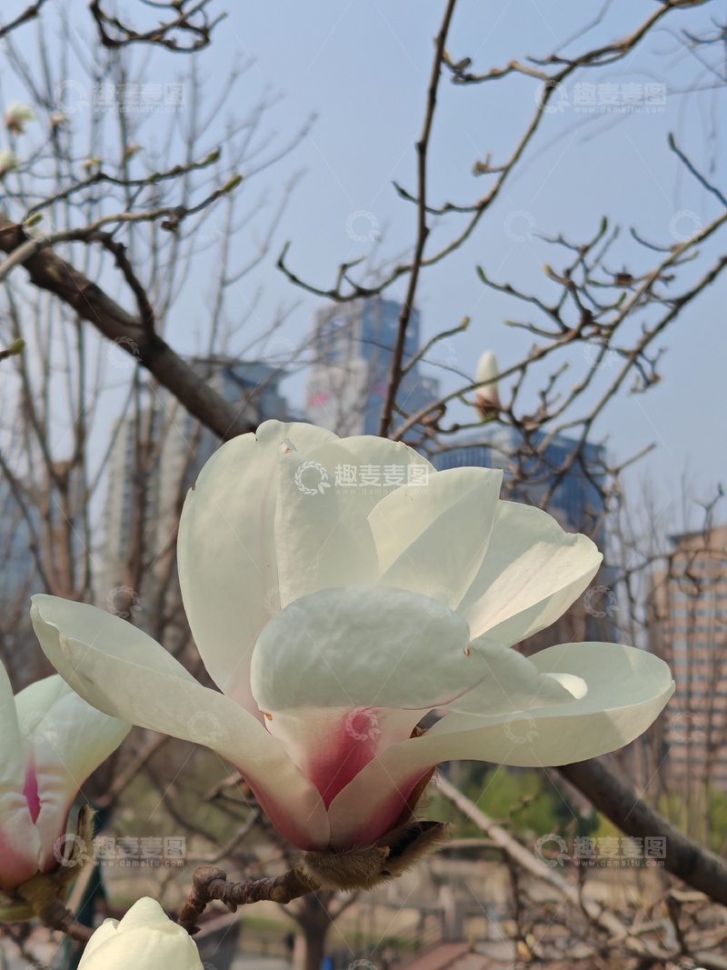 高清大图下载【趣麦麦图】春日玉兰盛开城市背景