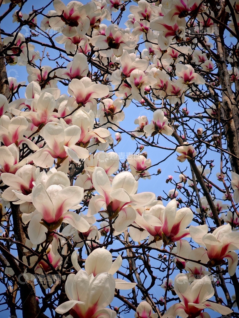 高清大图下载【趣麦麦图】玉兰花开春日美景摄影图