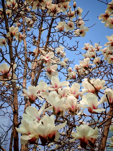 玉兰花开春日景111