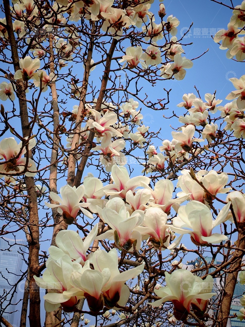 高清大图下载【趣麦麦图】玉兰花开春日景111