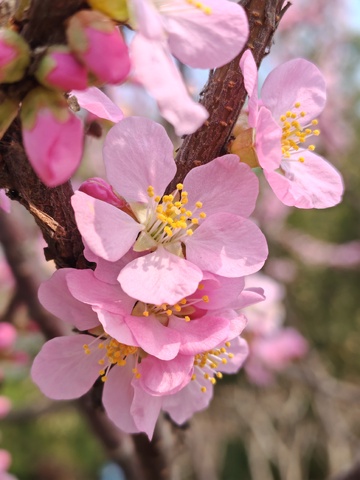 春日樱花盛开美景摄影22