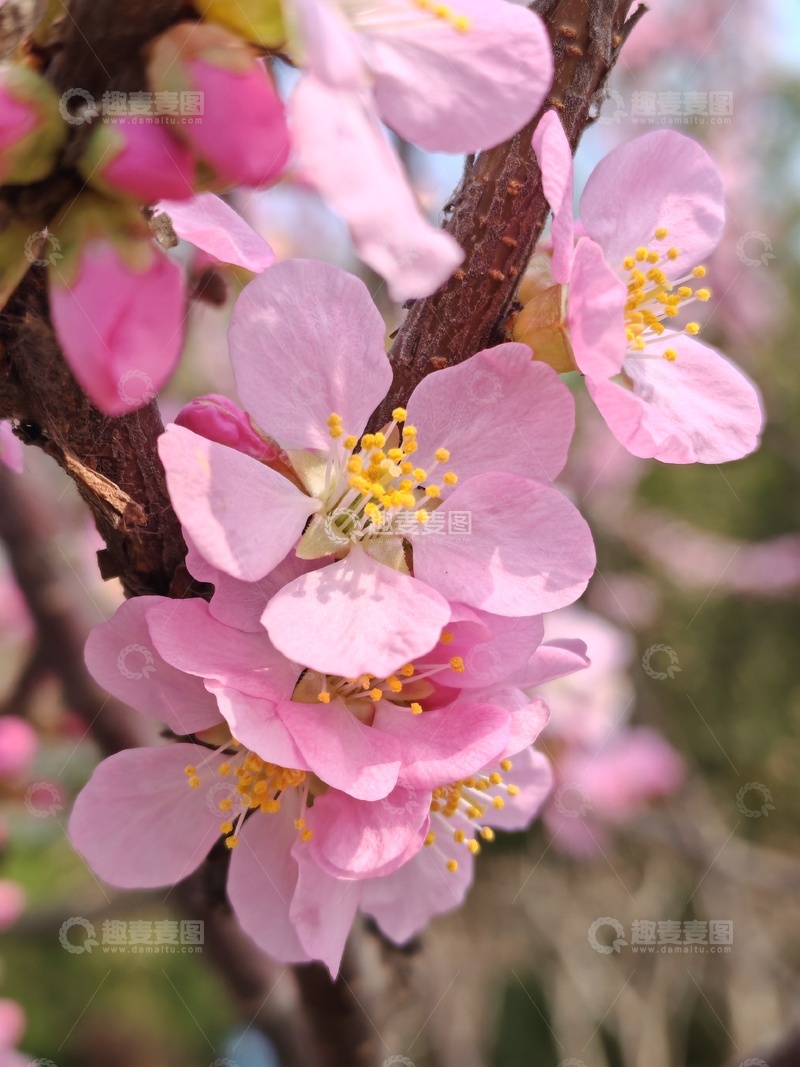 高清大图下载【趣麦麦图】春日樱花盛开美景摄影22