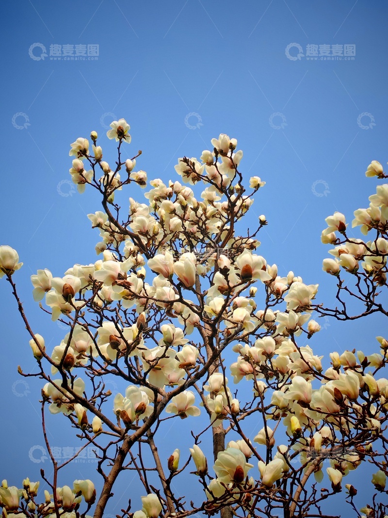 高清大图下载【趣麦麦图】玉兰花开春日景