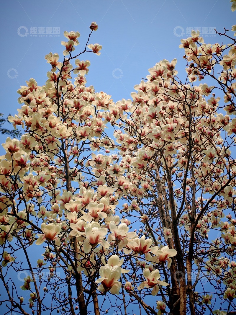 高清大图下载【趣麦麦图】玉兰花开蓝天映衬11