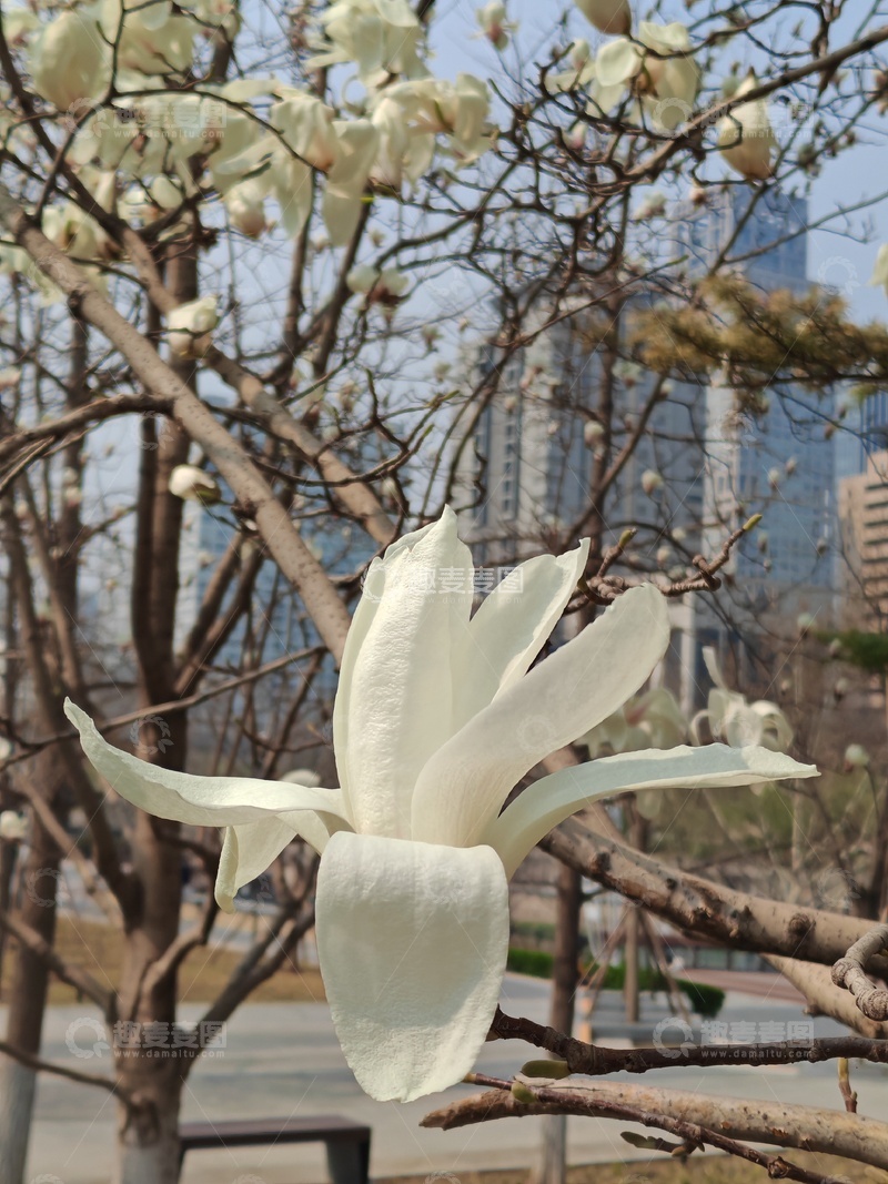 高清大图下载【趣麦麦图】玉兰花开城市春景