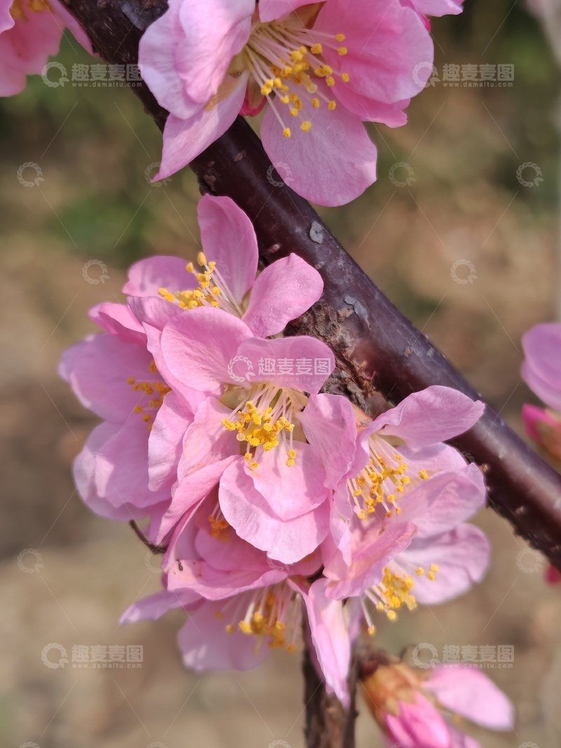 高清大图下载【趣麦麦图】春日桃花盛开美景摄影21