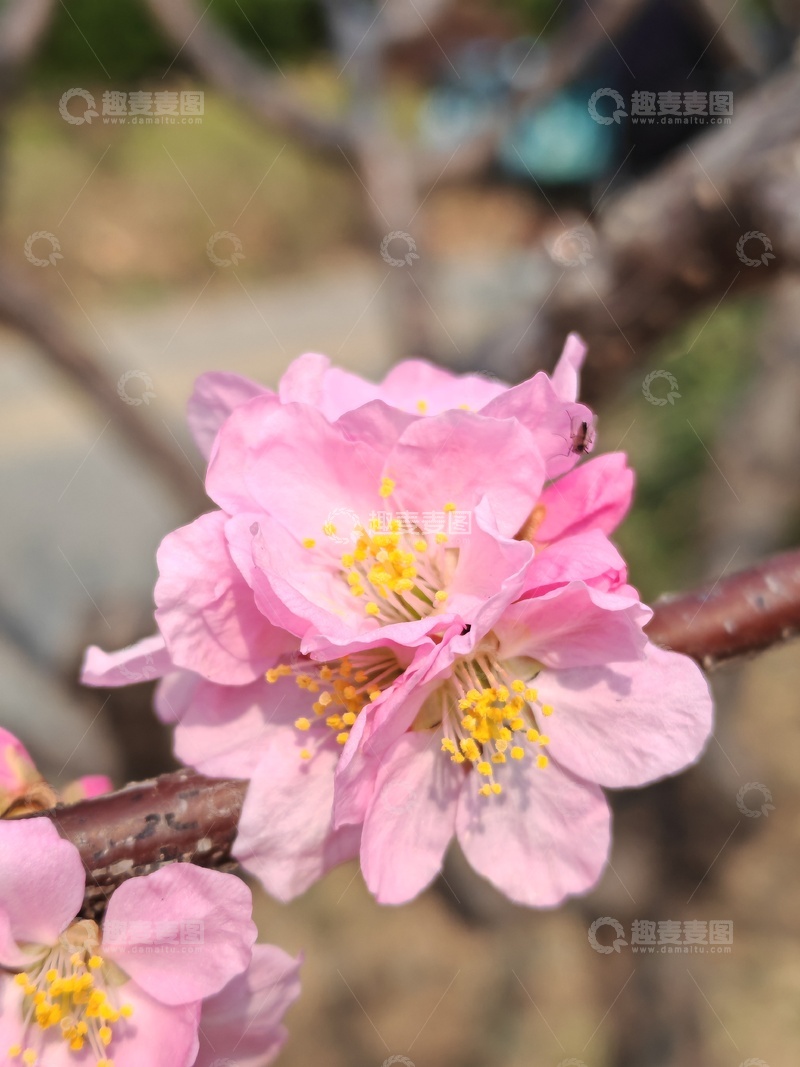 高清大图下载【趣麦麦图】春日樱花绽放美景摄影