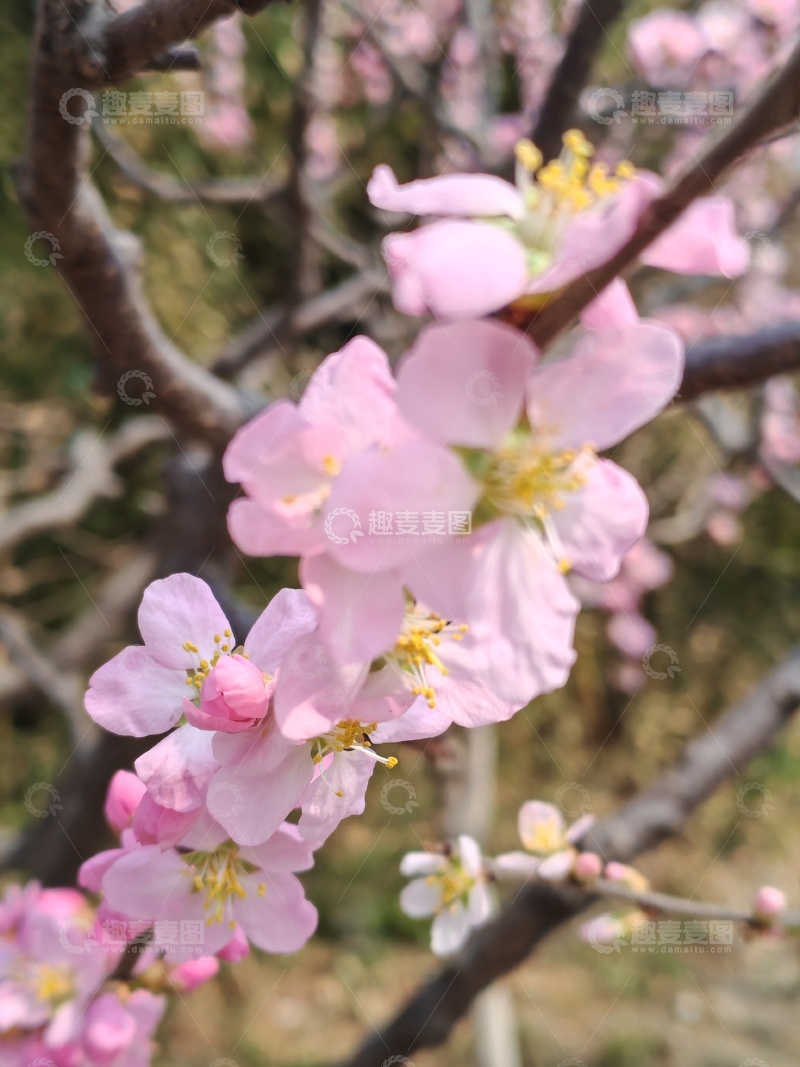 高清大图下载【趣麦麦图】-春日樱花绽放美景13