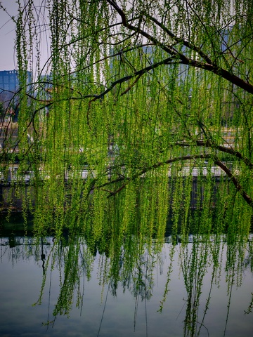 柳枝垂水映春光