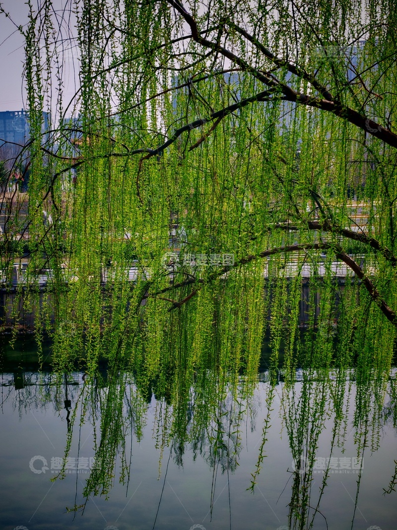 高清大图下载【趣麦麦图】-柳枝垂水映春光