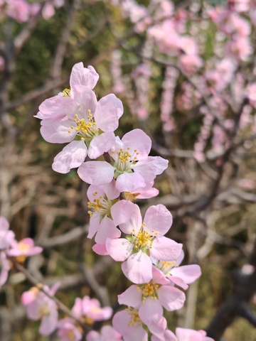 春天樱花盛开美景摄影