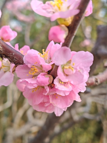 樱花绽放春日美景自然摄影