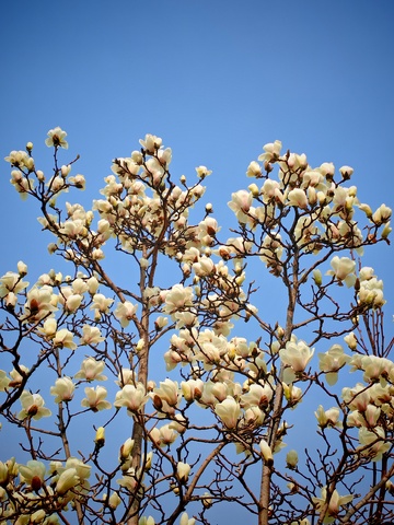 早春玉兰盛开蓝天映衬