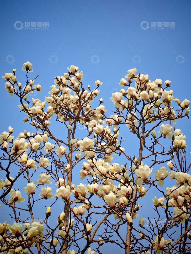 高清大图下载【趣麦麦图】早春玉兰盛开蓝天映衬