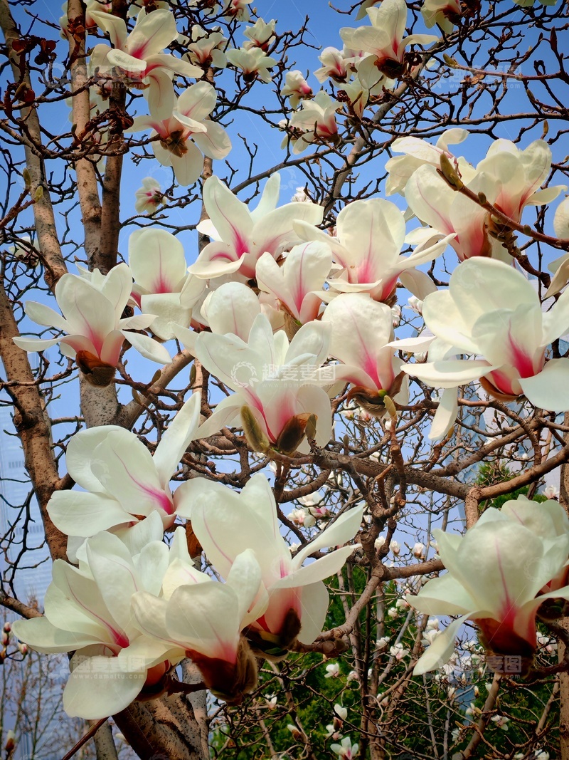 高清大图下载【趣麦麦图】玉兰花盛开春日景观