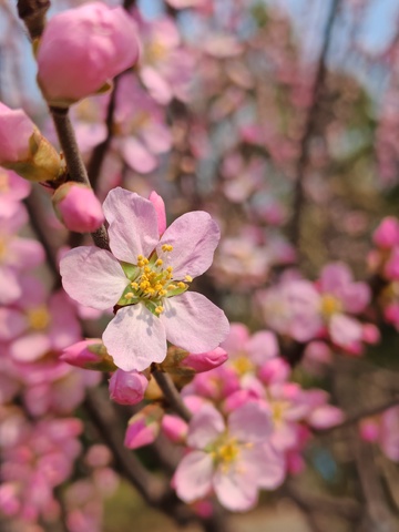 春日海棠盛开美景摄影