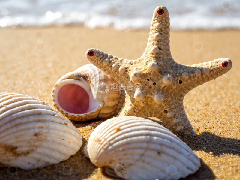 高清大图下载【趣麦麦图】海滩风情贝壳海星