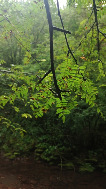 森林绿意盎然枝叶繁茂