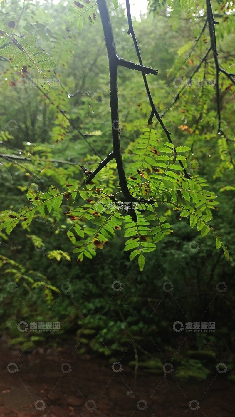 高清大图下载【趣麦麦图】森林绿意盎然枝叶繁茂