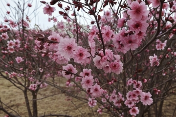 早春樱花绽放景观自然风光