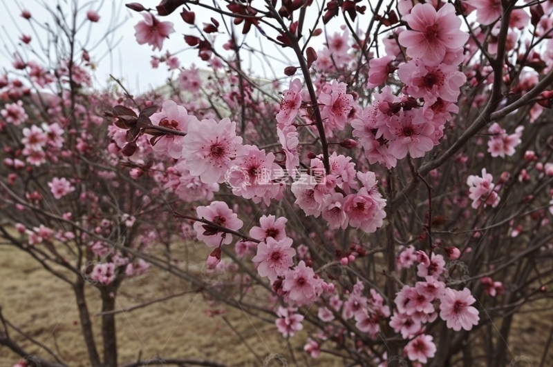 高清大图下载【趣麦麦图】早春樱花绽放景观自然风光