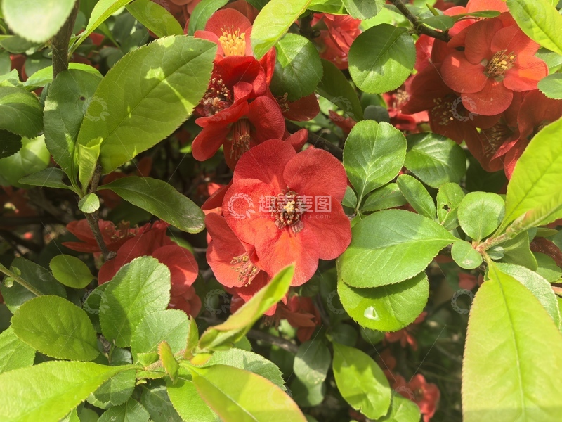 高清大图下载【趣麦麦图】红花绿叶盛开美景