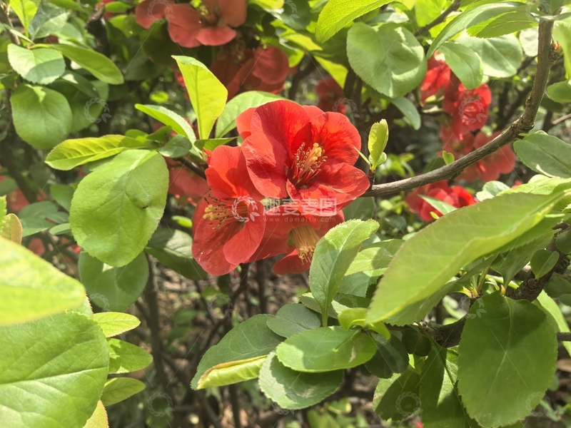 高清大图下载【趣麦麦图】红花绿叶春日美景