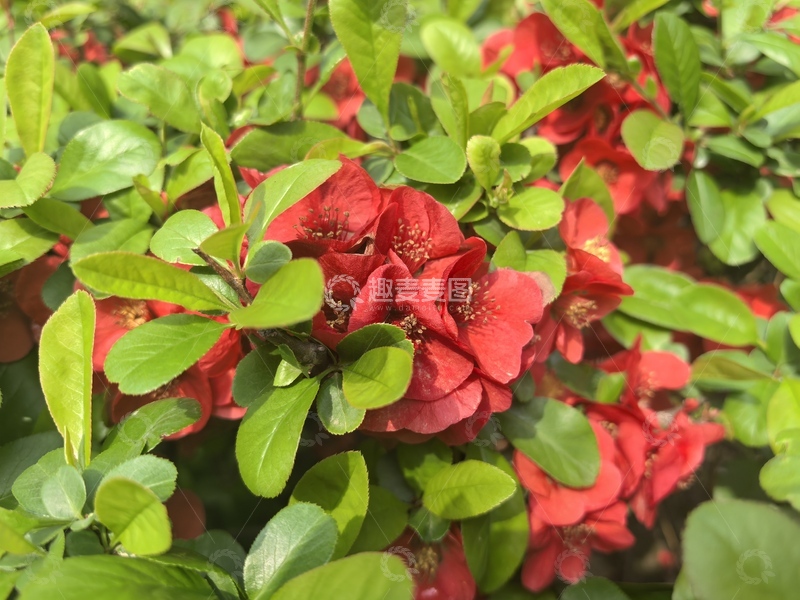 高清大图下载【趣麦麦图】红花绿叶盛景