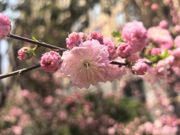 春日粉色花朵绽放景象
